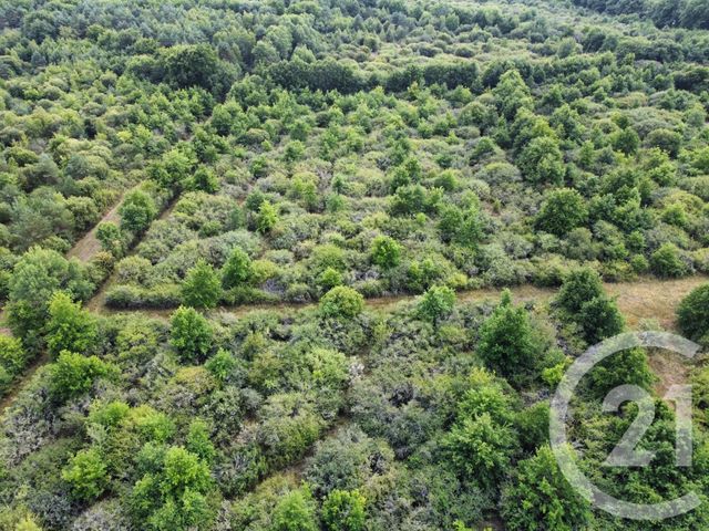 Terrain à vendre - 98964 m2 - La Ferte St Aubin - 45 - CENTRE
